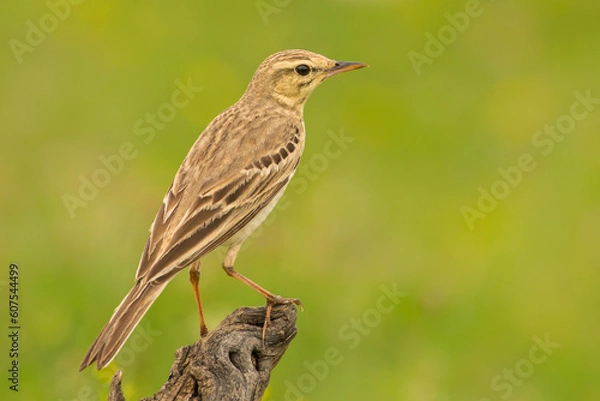 Fototapeta The tawny pipit