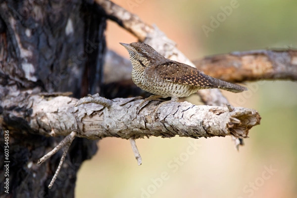 Fototapeta bird on a branch
