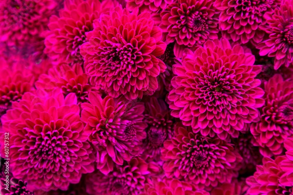 Obraz Bouquet of magenta dahlias.