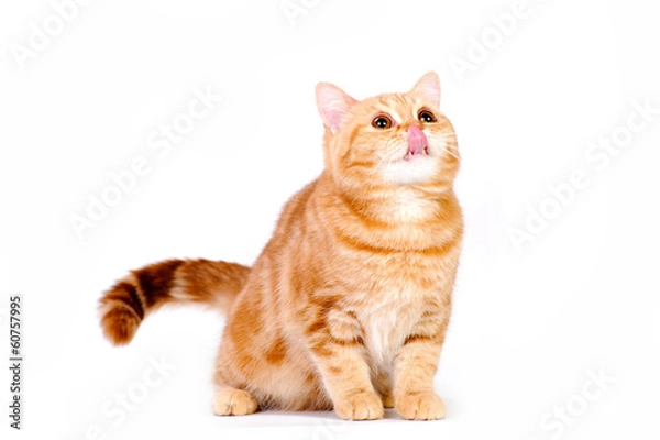 Obraz red british cat