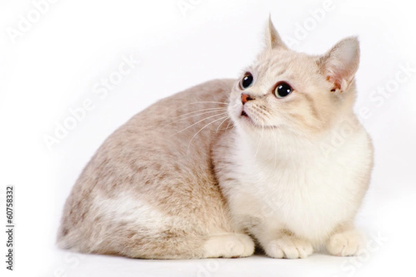 Obraz munchkin cat
