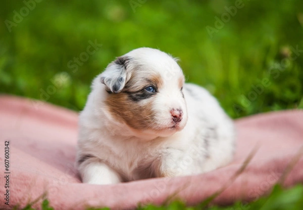 Obraz Australian Shepherd blue marble puppy in the park	
