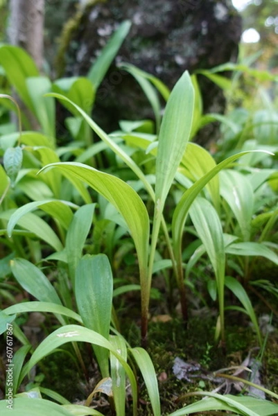 Obraz ギョウジャニンニク