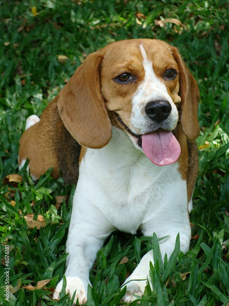 Obraz female beagle dog