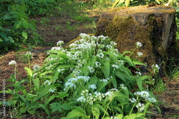 Fototapeta spring in the forest