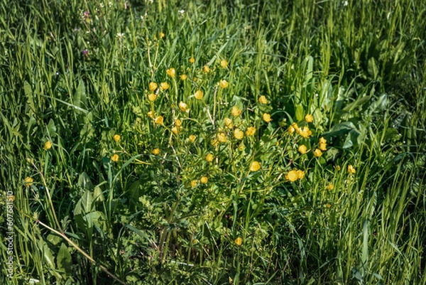 Fototapeta Buttercup in the field. Yellow buttercups in the green grass. A lot of small yellow buttercup flowers among the green grass, illuminated by the sun, in a summer meadow.