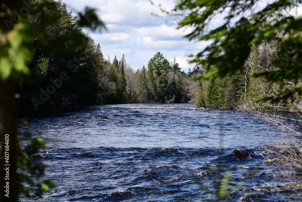 Fototapeta waterstream in a forest during the day