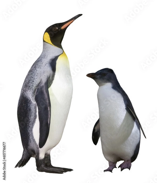 Obraz Penguins