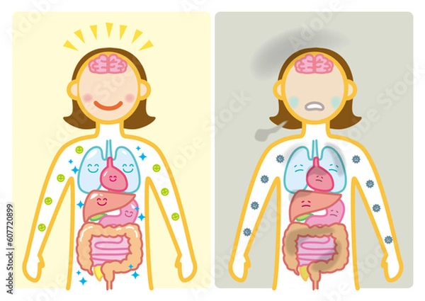 Fototapeta 身体　健康不健康　内臓イメージ