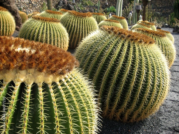 Fototapeta lanzarote