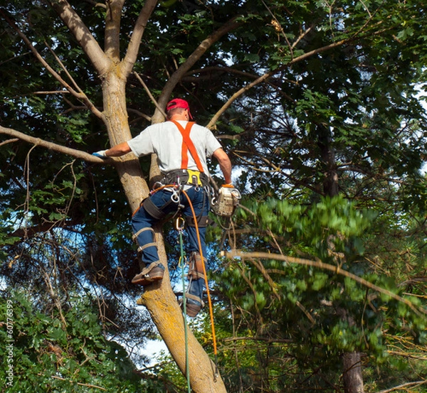 Obraz An Arborist Cutting Down a Maple Tree Piece by Piece