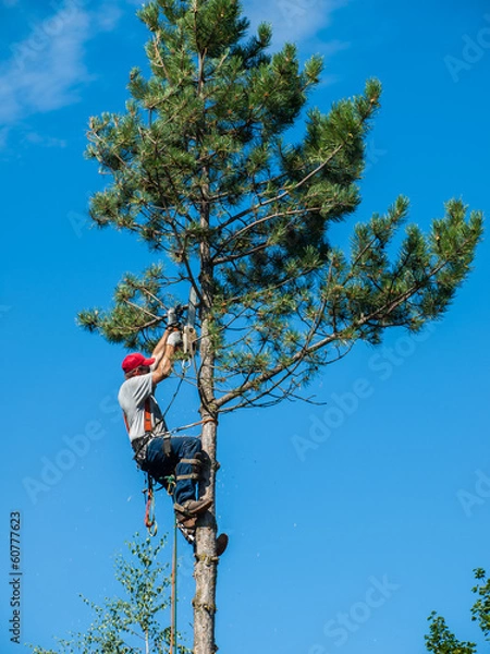 Obraz Arborysta wycinający kawałek drzewa po kawałku