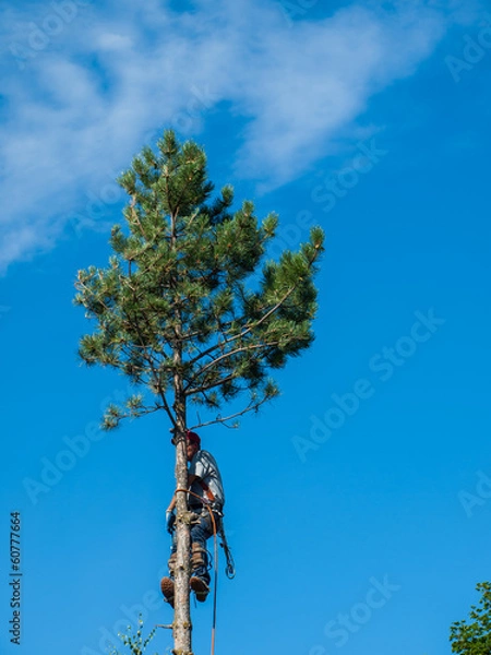 Fototapeta An Arborist Cutting Down a Tree Piece by Piece