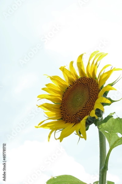 Fototapeta 向日葵