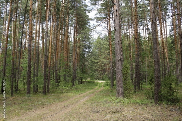 Obraz forest road among the trees