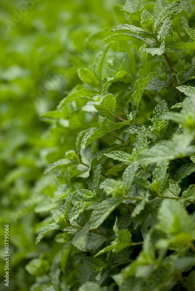 Obraz Mint in Greenhouse
