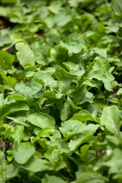 Obraz Rocket growing in Greenhouse