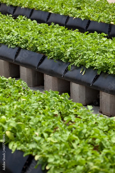 Obraz Rocket growing in greenhouse
