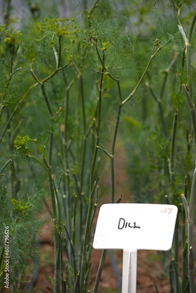 Obraz Dill plant