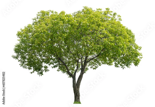 Fototapeta Green tree isolated on transparent background with clipping path and alpha channel.