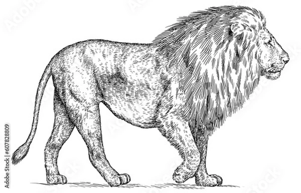 Obraz Vintage engraving isolated lion king set illustration ink sketch. Africa wild cat background animal silhouette art. Black and white hand drawn image
