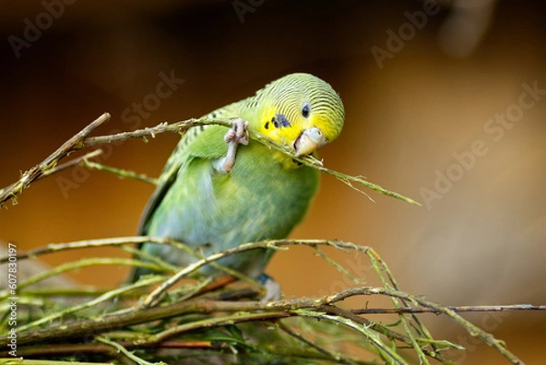 Obraz Wellensittich