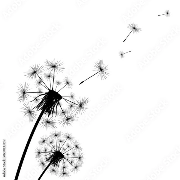Fototapeta Silhouette of a simple single dandelion