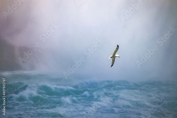 Obraz Gull flying over Niagara