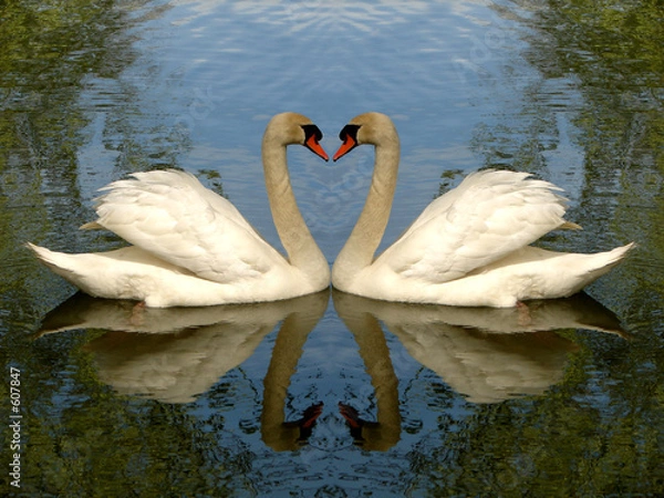 Obraz swan couple