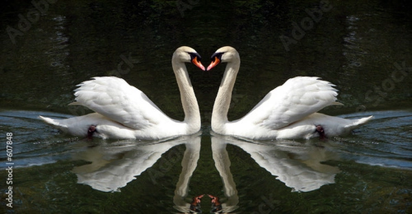 Obraz swan couple