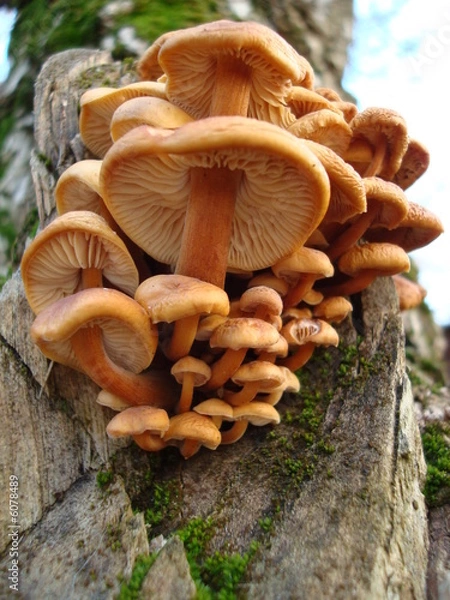 Obraz Fungi-3