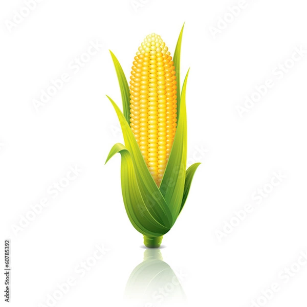 Fototapeta Corncob isolated on white vector illustration