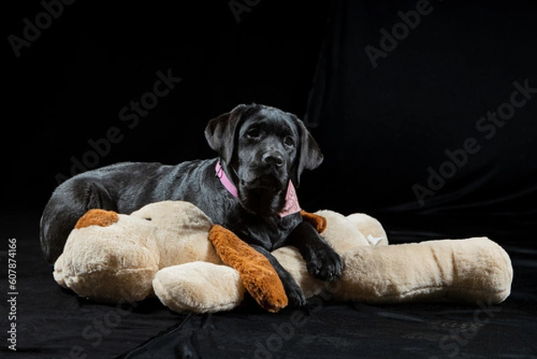 Obraz Schwarzer Labrador Welpe mit Plüschtier