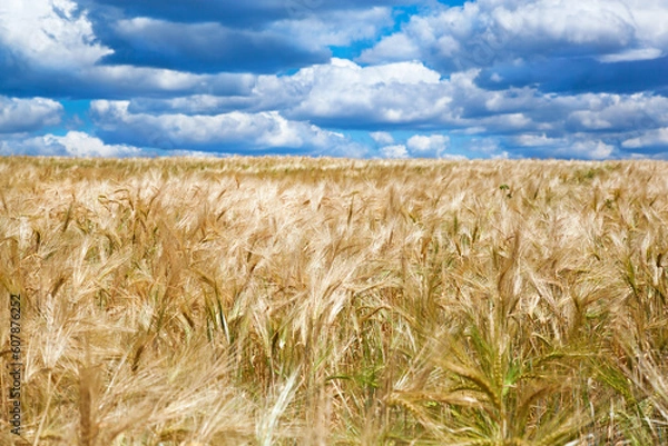 Fototapeta Yellow field with grain crops in Kharkov region, Ukraine.