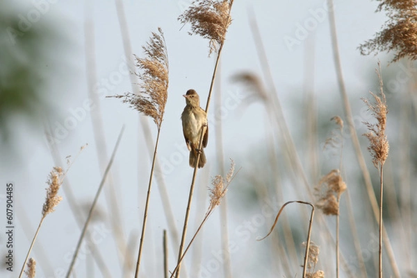 Obraz Drosselrohrsänger - Vogel