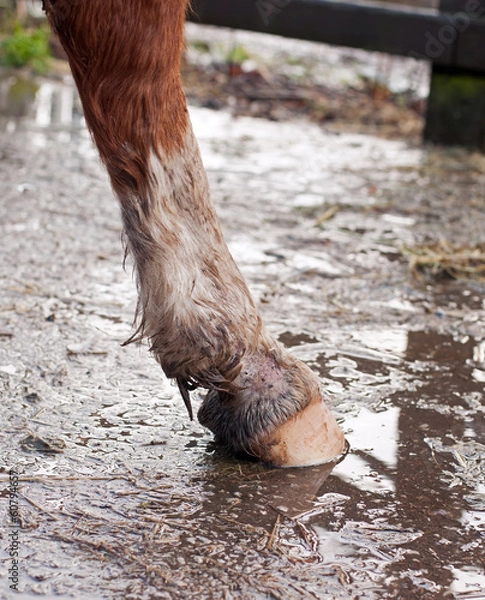 Fototapeta Mud fever