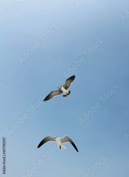 Obraz seagull in flight