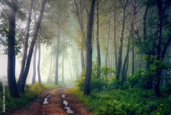 Obraz Mystical forest