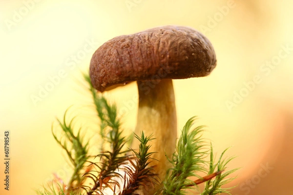 Obraz Mushroom