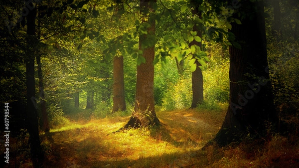 Obraz Light in the forest