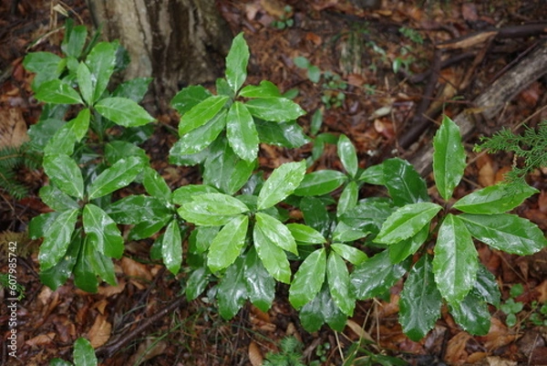 Fototapeta 里山の植物　雨森で葉を広げて生育するアオキ