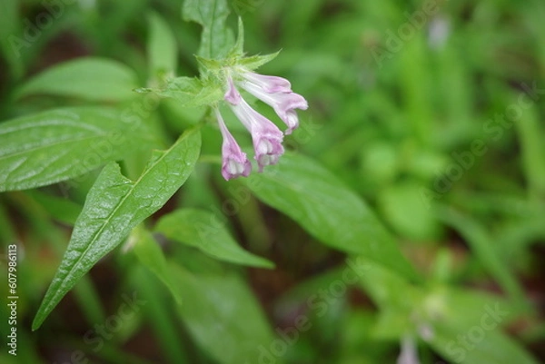 Fototapeta 里山の植物　淡いピンク色の花を咲かせるママコナ