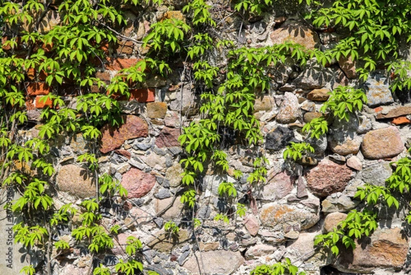 Fototapeta Ancient wall made of natural rocks with green climbing plants in a sunny day as a background