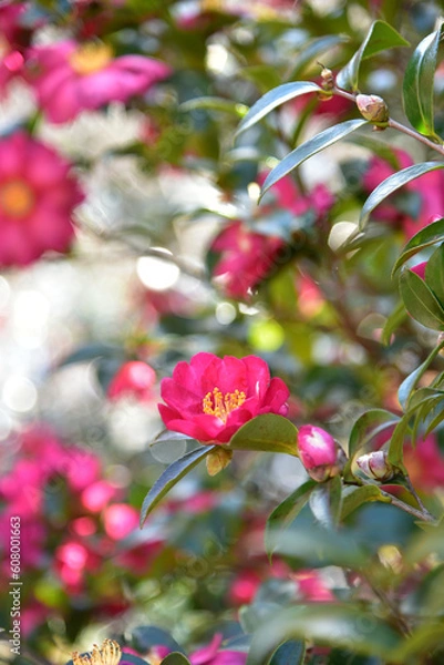 Fototapeta サザンカ　ツバキ科