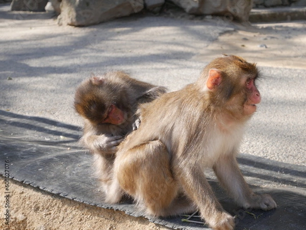 Obraz ニホンザルの毛繕い