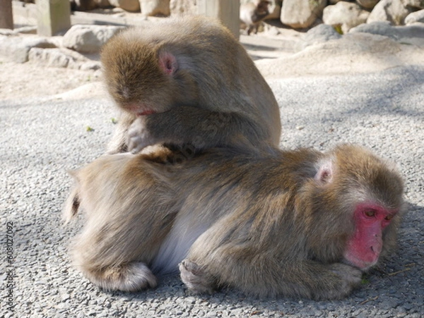Obraz ニホンザルの毛繕い