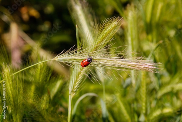 Obraz Insecto contra el viento