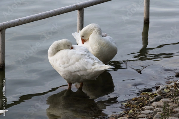 Obraz Dúo de plumas blancas