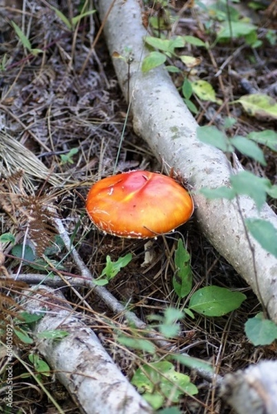 Fototapeta Champignon