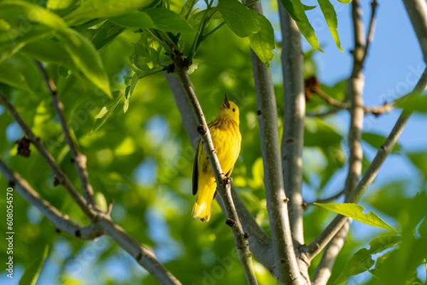 Fototapeta American Yellow Warbler singing on a Tree 